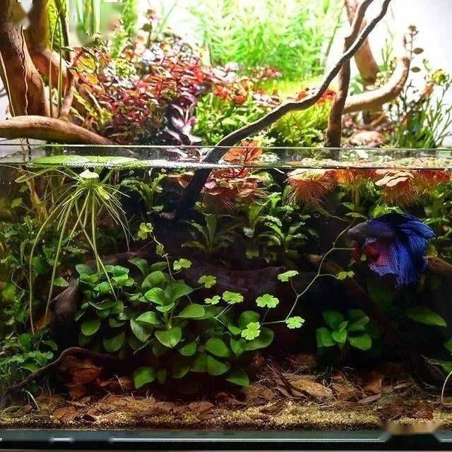 斗魚缸造景大賽視頻：斗魚缸造景大賽背后的故事魚缸造景大賽背后的故事，斗魚缸造景大賽，揭秘背后的創意