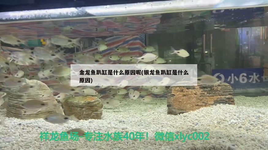 金龍魚趴缸是什么原因呢(銀龍魚趴缸是什么原因)龍魚與銀龍魚趴缸現(xiàn)象探究，背后的原因及