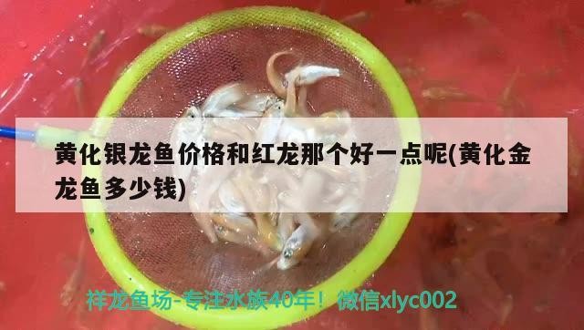 黃化銀龍魚價格和紅龍那個好一點呢(黃化金龍魚多少錢)化銀龍魚與紅龍魚價格對比，哪個更值得