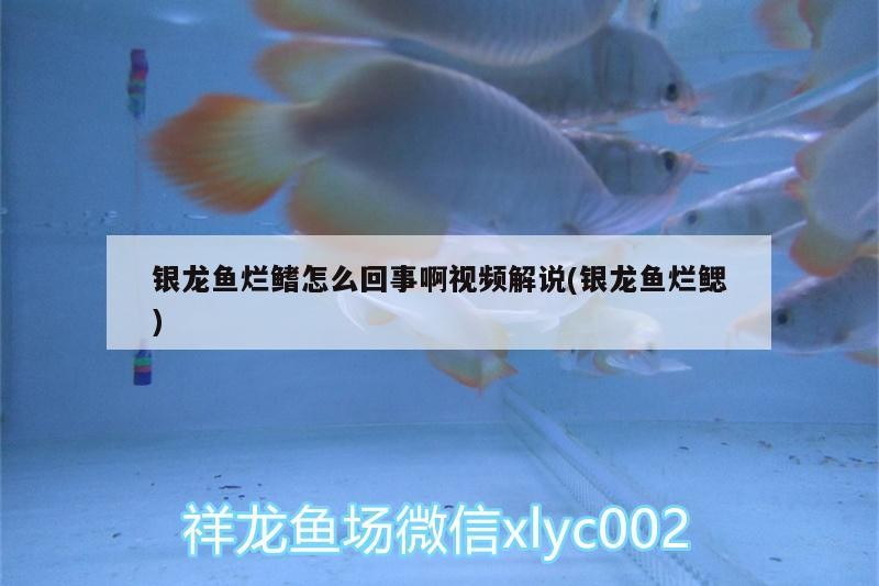 銀龍魚爛鰭怎么回事啊視頻解說(銀龍魚爛鰓)龍魚爛鰭原因及視頻解說，深入解析銀龍魚
