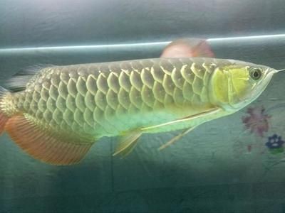 50公分金龍魚多少錢，龍魚價(jià)格一覽，50公分尺寸的金龍魚售價(jià)