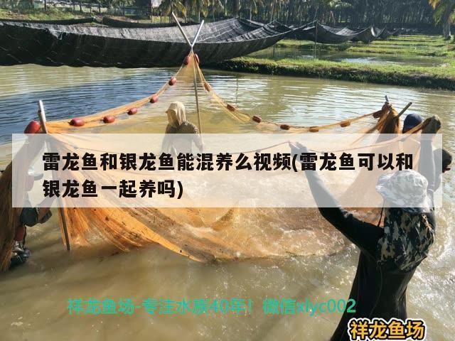 雷龍魚和銀龍魚能混養(yǎng)么視頻(雷龍魚可以和銀龍魚一起養(yǎng)嗎)龍魚與銀龍魚混養(yǎng)指南，是否可行及注意事項 雷龍魚和銀龍魚能混養(yǎng)么視頻(雷龍魚可以和銀龍魚一起養(yǎng)嗎)龍魚與銀龍魚混養(yǎng)指南，是否可行及注意事項 銀龍魚百科