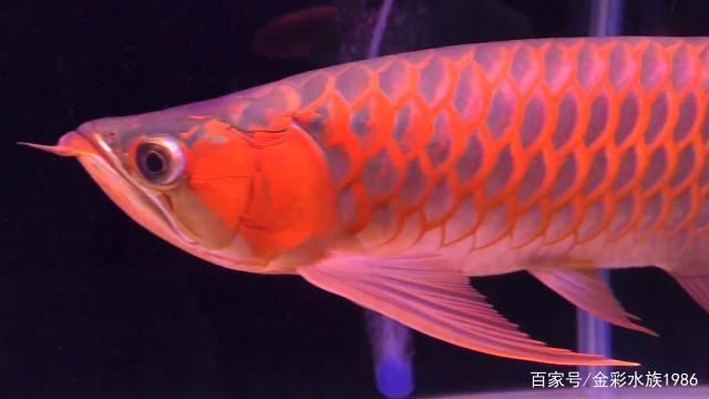 紅龍魚的特征有哪些：紅龍魚的特征，龍魚的獨特魅力，形態、顏色與
