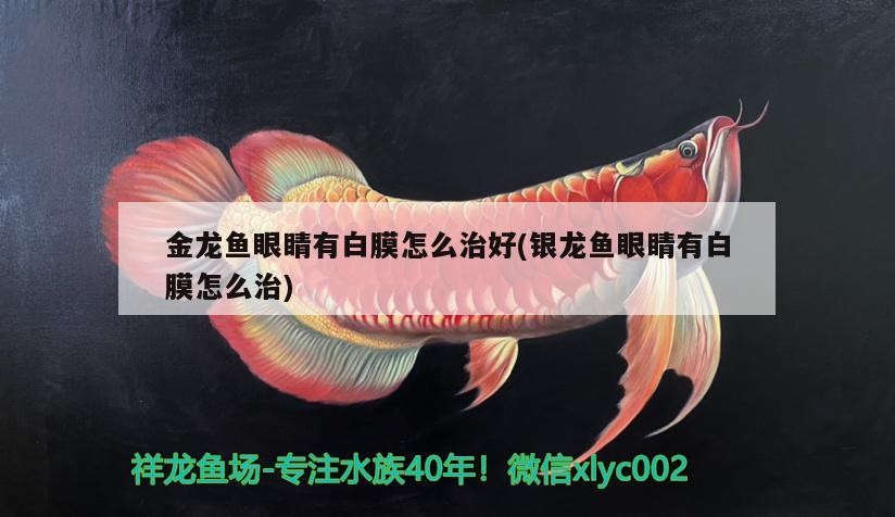 金龍魚眼睛有白膜怎么治好(銀龍魚眼睛有白膜怎么治)龍魚眼睛白膜治療指南，銀龍魚的眼部健康