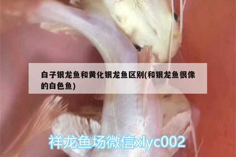 白子銀龍魚和黃化銀龍魚區(qū)別(和銀龍魚很像的白色魚)白子銀龍魚與黃化銀龍魚的區(qū)別，探索