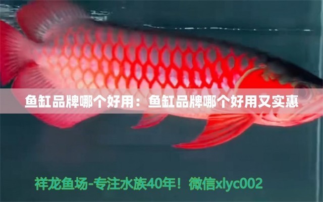 桐城經(jīng)濟開發(fā)區(qū)晶彩水族小店（桐城經(jīng)濟開發(fā)區(qū)晶彩水族小店電話）城經(jīng)濟開發(fā)區(qū)晶彩水族小店，探索海洋生物的奇妙世界