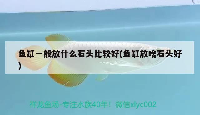 魚缸一般放什么石頭比較好(魚缸放啥石頭好)裝飾，挑選適合的石頭提升水族