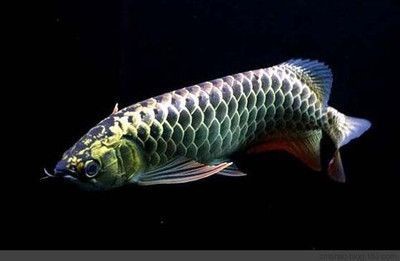 如何判斷招財魚是否健康，健康招財魚的典型特征是什么