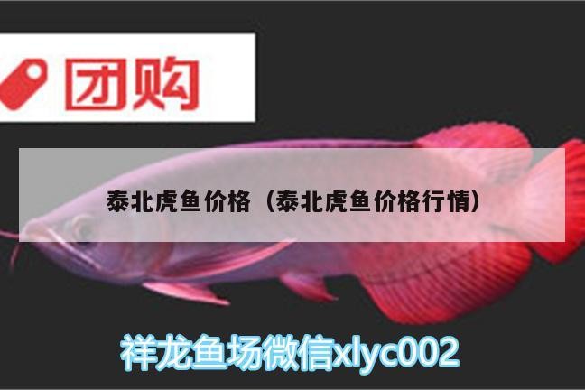 泰北虎魚價格（泰北虎魚價格行情）北虎魚市場動態，價格行情分析