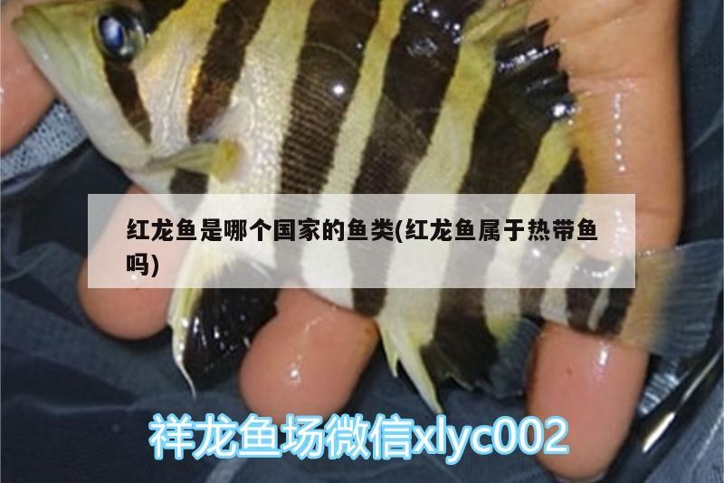 紅龍魚是哪個國家的魚類(紅龍魚屬于熱帶魚嗎)龍魚的分類與起源，熱帶魚類 紅龍魚是哪個國家的魚類(紅龍魚屬于熱帶魚嗎)龍魚的分類與起源，熱帶魚類 銀龍魚百科