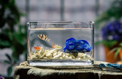 愛悅寶魚缸怎么樣：“愛悅寶”國際早教中心的評價如何？愛悅寶國際早教中心與魚缸產(chǎn)品，家長和教育