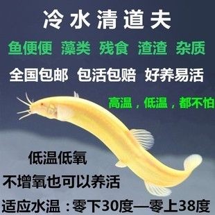 大魚缸怎么清理糞便：大魚缸清理魚缸糞便的方法清理魚缸糞便的方法是什么，魚缸清潔指南，有效清除糞便的步驟