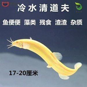 大魚缸怎么清理糞便：大魚缸清理魚缸糞便的方法清理魚缸糞便的方法是什么，魚缸清潔指南，有效清除糞便的步驟