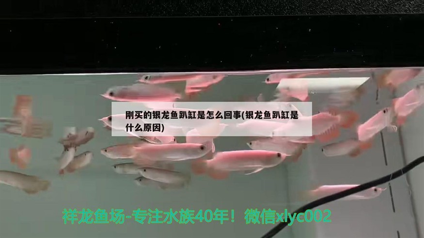 龍魚干蝦有營養嗎 剛買的銀龍魚趴缸是怎么回事(銀龍魚趴缸是什么原因)龍魚新家不適應,探究趴缸現象的原因與應對策略 銀龍魚百科 剛買的銀龍魚趴缸是怎么回事(銀龍魚趴缸是什么原因)龍魚新家不適應,探究趴缸現象的原因與應對策略 剛買的銀龍魚趴缸是怎么回事(銀龍魚趴缸是什么原因)龍魚新家不適應,探究趴缸現象的原因與應對策略 銀龍魚百科