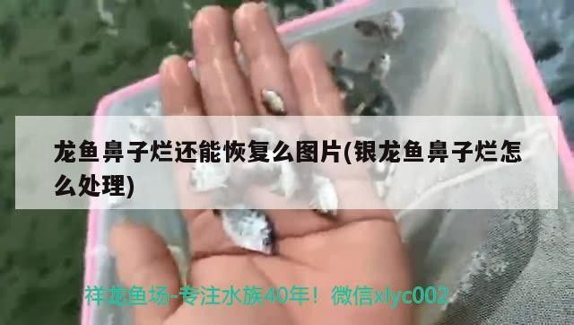 龍魚鼻子爛還能恢復(fù)么圖片(銀龍魚鼻子爛怎么處理)魚鼻子爛的恢復(fù)之道，銀龍魚鼻部問題處理