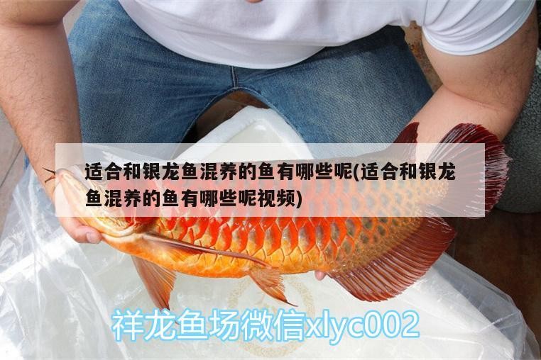適合和銀龍魚混養(yǎng)的魚有哪些呢(適合和銀龍魚混養(yǎng)的魚有哪些呢視頻)銀龍魚的完美伴侶，適合與銀龍魚混養(yǎng)