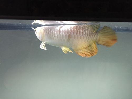 龍魚不吃活魚 貼吧，魚飼養指南，為何龍魚不選擇