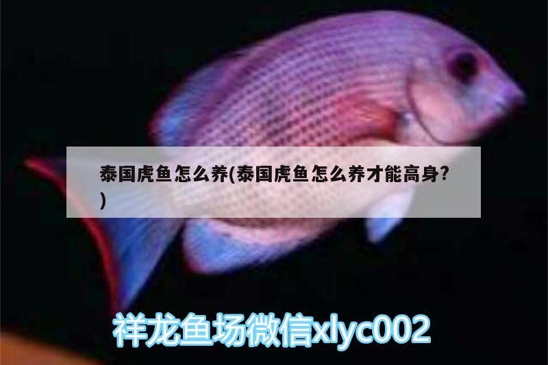 泰國虎魚怎么養(泰國虎魚怎么養才能高身?)虎魚養殖技巧，如何打造高身