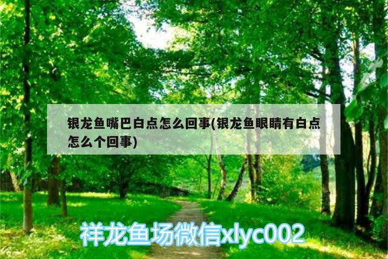 銀龍魚嘴巴白點怎么回事(銀龍魚眼睛有白點怎么個回事)龍魚白點病的成因與