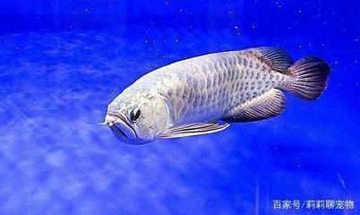 龍魚疾病的預防和治療圖解，龍魚疾病預防和治療圖解，魚疾病預防與治療圖解指南，確保水族箱健康