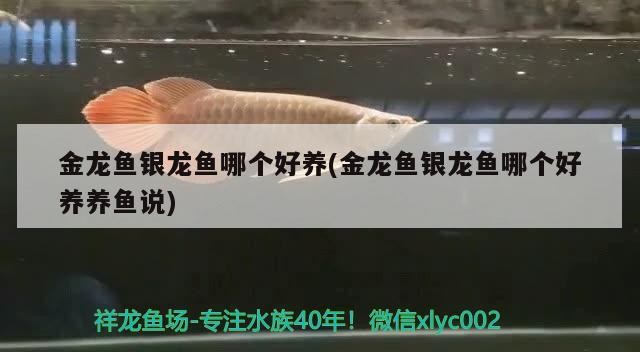 金龍魚銀龍魚哪個好養(金龍魚銀龍魚哪個好養養魚說)龍魚與銀龍魚，哪個更適合