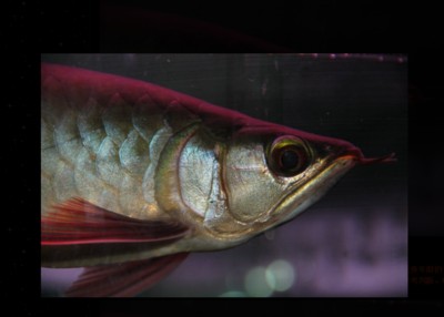 紅龍魚嘴唇發白，龍魚嘴唇發白，健康警示還是