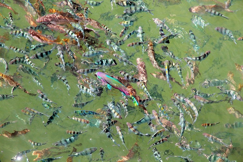 老虎魚死后有毒嗎，老虎魚互咬怎么辦，探究老虎魚死后是否有毒，互咬問(wèn)題及應(yīng)對(duì)措施