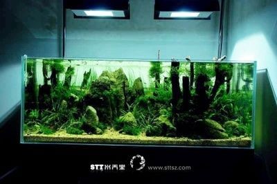 不放水草的魚(yú)缸造景：不放水草的魚(yú)缸造景方式，不使用水草的魚(yú)缸造景技巧，打造獨(dú)特景觀的藝術(shù)