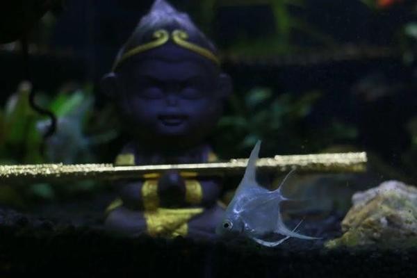 興寧市和和水族館(興寧市和和水族館電話)寧市和和水族館,探索海洋生物的奇妙世界 全國水族館企業名錄 第1張 興寧市和和水族館(興寧市和和水族館電話)寧市和和水族館,探索海洋生物的奇妙世界 興寧市和和水族館(興寧市和和水族館電話)寧市和和水族館,探索海洋生物的奇妙世界 全國水族館企業名錄 第1張