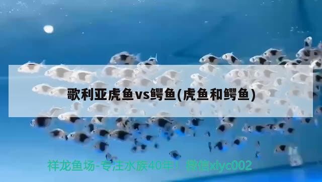 歌利亞虎魚vs鱷魚(虎魚和鱷魚)利亞虎魚與鱷魚的生態較量，自然界中的捕食者