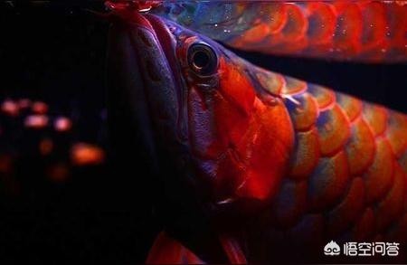 紅龍魚飼養:紅龍魚怎么養，龍魚飼養指南，掌握正確的養護技巧