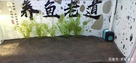 大魚(yú)缸水草怎么放進(jìn)去養(yǎng)蝦：在大魚(yú)缸中種植水草和底沙的步驟和注意事項(xiàng)和注意事項(xiàng)，魚(yú)缸養(yǎng)蝦指南，種植水草與底沙的步驟及