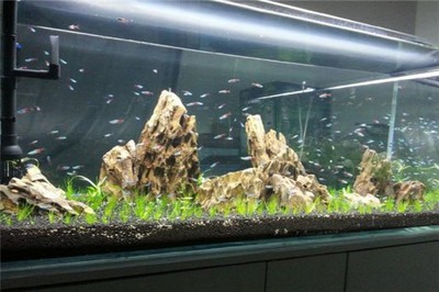 乳山市藍精靈水族寵物店（乳山市藍精靈水族寵物店電話）山市藍精靈水族寵物店，專業水族寵物服務