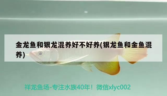 金龍魚和銀龍混養好不好養(銀龍魚和金魚混養)龍魚與銀龍魚混養，探索和諧共處之道