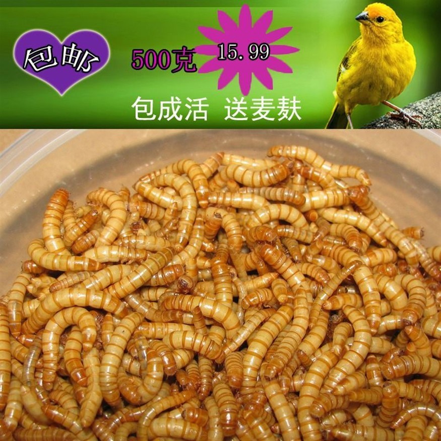 龍魚愛吃大麥蟲嗎為什么，魚的美食指南，大麥蟲是否成為龍魚的最愛