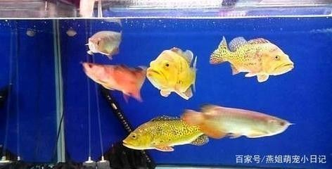 龍魚混養(yǎng)喂食問題嚴(yán)重嗎怎么辦，魚混養(yǎng)喂食難題，如何應(yīng)對(duì)及解決混養(yǎng)中的喂食