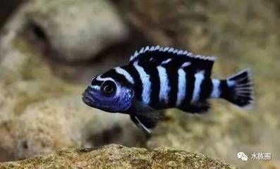 大魚缸過濾棉：關于大魚缸過濾棉的一些推薦和使用指南，魚缸過濾棉選擇與使用指南，提升水質，優化養魚