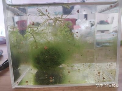 玻璃粘魚缸需要多少錢：玻璃粘魚缸成本計算，粘魚缸制作成本詳解，估算與預算
