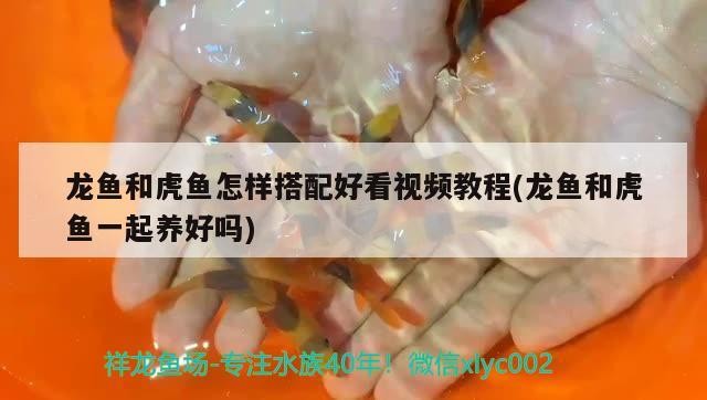 龍魚和虎魚怎樣搭配好看視頻教程(龍魚和虎魚一起養(yǎng)好嗎)魚與虎魚，和諧共養(yǎng)的藝術(shù)