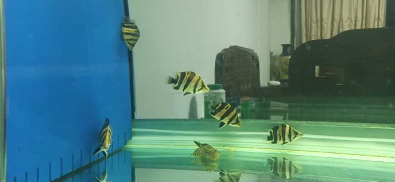就虎魚嘮叨幾句，魚的嘮叨，海洋中的智者還是噪音