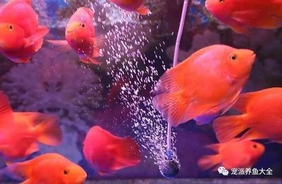 不通氧氣的魚缸怎么養(yǎng)魚:不通氧氣的魚缸養(yǎng)金魚的技巧無氧魚缸養(yǎng)金魚的技巧,氧魚缸養(yǎng)金魚技巧,如何為不通氧氣的魚缸中 魚缸百科 第1張 不通氧氣的魚缸怎么養(yǎng)魚:不通氧氣的魚缸養(yǎng)金魚的技巧無氧魚缸養(yǎng)金魚的技巧,氧魚缸養(yǎng)金魚技巧,如何為不通氧氣的魚缸中 不通氧氣的魚缸怎么養(yǎng)魚:不通氧氣的魚缸養(yǎng)金魚的技巧無氧魚缸養(yǎng)金魚的技巧,氧魚缸養(yǎng)金魚技巧,如何為不通氧氣的魚缸中 魚缸百科 第1張