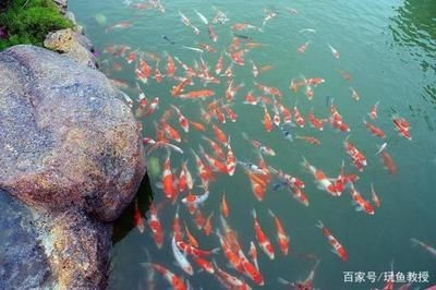 不通氧氣的魚缸怎么養(yǎng)魚:不通氧氣的魚缸養(yǎng)金魚的技巧無氧魚缸養(yǎng)金魚的技巧,氧魚缸養(yǎng)金魚技巧,如何為不通氧氣的魚缸中 魚缸百科 第3張 不通氧氣的魚缸怎么養(yǎng)魚:不通氧氣的魚缸養(yǎng)金魚的技巧無氧魚缸養(yǎng)金魚的技巧,氧魚缸養(yǎng)金魚技巧,如何為不通氧氣的魚缸中 不通氧氣的魚缸怎么養(yǎng)魚:不通氧氣的魚缸養(yǎng)金魚的技巧無氧魚缸養(yǎng)金魚的技巧,氧魚缸養(yǎng)金魚技巧,如何為不通氧氣的魚缸中 魚缸百科 第3張
