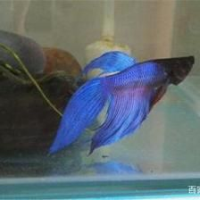 不通氧氣的魚缸怎么養(yǎng)魚:不通氧氣的魚缸養(yǎng)金魚的技巧無氧魚缸養(yǎng)金魚的技巧,氧魚缸養(yǎng)金魚技巧,如何為不通氧氣的魚缸中 魚缸百科 第4張 不通氧氣的魚缸怎么養(yǎng)魚:不通氧氣的魚缸養(yǎng)金魚的技巧無氧魚缸養(yǎng)金魚的技巧,氧魚缸養(yǎng)金魚技巧,如何為不通氧氣的魚缸中 不通氧氣的魚缸怎么養(yǎng)魚:不通氧氣的魚缸養(yǎng)金魚的技巧無氧魚缸養(yǎng)金魚的技巧,氧魚缸養(yǎng)金魚技巧,如何為不通氧氣的魚缸中 魚缸百科 第4張