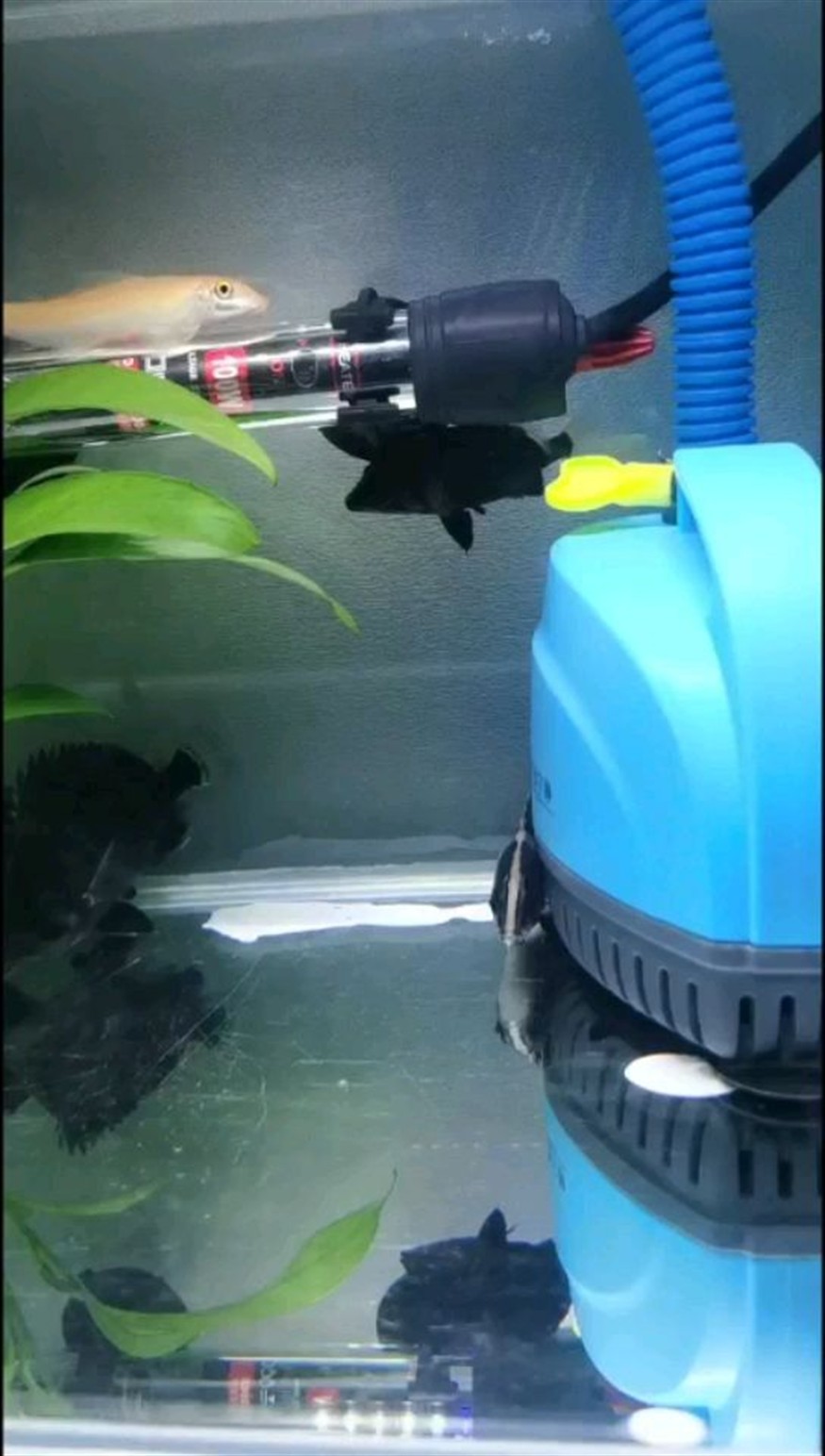 迷你小虎魚，小虎魚，家庭水族箱中的