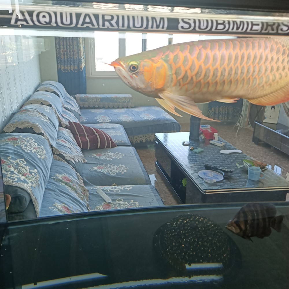再見2021祝2022魚友們龍紅虎明，021年告別，迎接2022年，祝愿魚友們龍騰虎躍