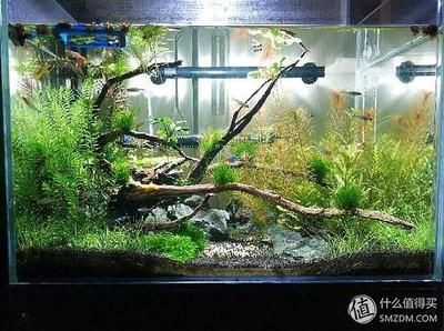 成品小魚(yú)缸：成品小魚(yú)缸在市場(chǎng)上有多種選擇不同的廠(chǎng)家生產(chǎn)，化選擇，市場(chǎng)上成品小魚(yú)缸的多樣廠(chǎng)家