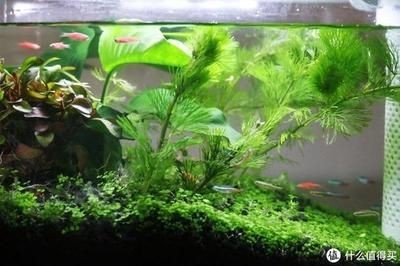 成品小魚(yú)缸：成品小魚(yú)缸在市場(chǎng)上有多種選擇不同的廠(chǎng)家生產(chǎn)，化選擇，市場(chǎng)上成品小魚(yú)缸的多樣廠(chǎng)家
