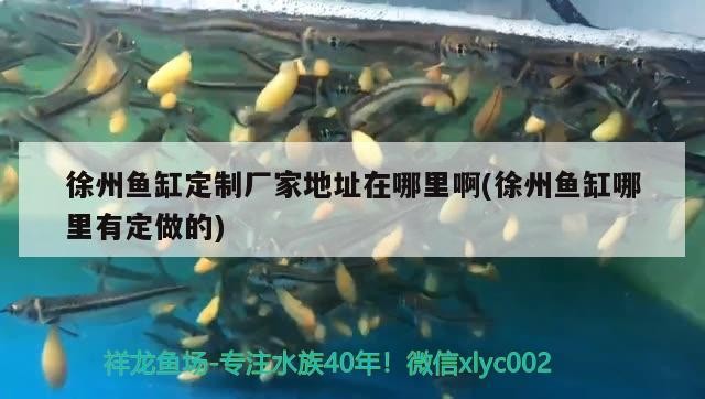 金龍魚有哪些專利技術(shù)，金龍魚專利技術(shù)有哪些應(yīng)用