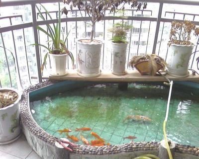 屬龍養(yǎng)什么魚比較好吉利，龍的幸運(yùn)魚，選擇吉利的風(fēng)水