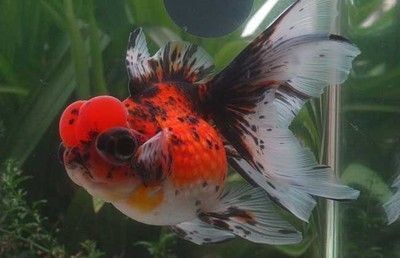 屬龍養(yǎng)什么魚比較好吉利，龍的幸運(yùn)魚，選擇吉利的風(fēng)水